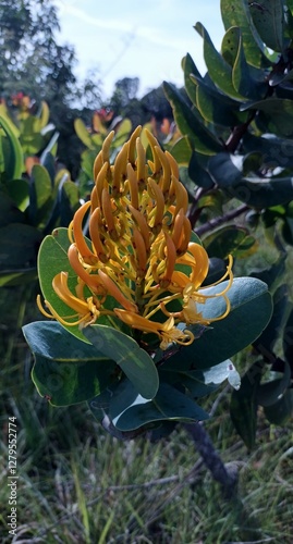 Flor de Vochysia elliptica photo