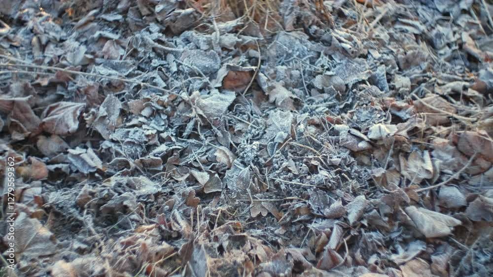 Hoarfrost Crystals on Wilted Withered Leaves and Grass on Cold Morning