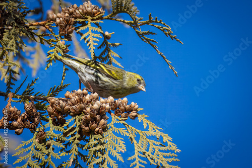 On a sunny day, a male Eurasian siskin sits on the Thuja branch and eats its seeds perpendicular to the camera lens, with a blue sky background.  photo