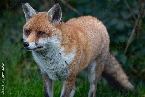 The Red Fox (Vulpes vulpes).