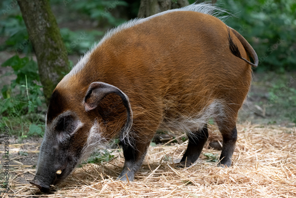 The Red River Hog (Potamochoerus porcus) or Bushpig. The Red River Hog (Potamochoerus porcus) or Bushpig.