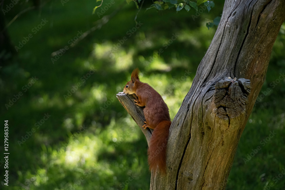 The Red Squirrel or Eurasian Red Squirrel (Sciurus vulgaris). The Red Squirrel or Eurasian Red Squirrel (Sciurus vulgaris).