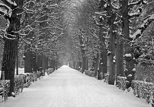 Vienna - The live fence from gardens of Schonbrunn palace in winter photo
