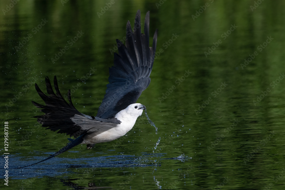 Swallowtail Kite purging after drinking. Swallowtail Kite purging after drinking.