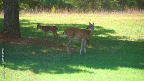 A Whitetail Doe, grazing on grass, head butts and shoves a spotted fawn out of her grazing area.