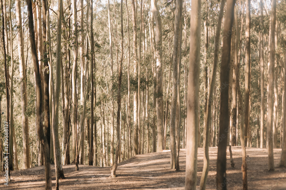 dry trees with sunlight between them. Eucalyptus trees dry trees with sunlight between them. Eucalyptus trees