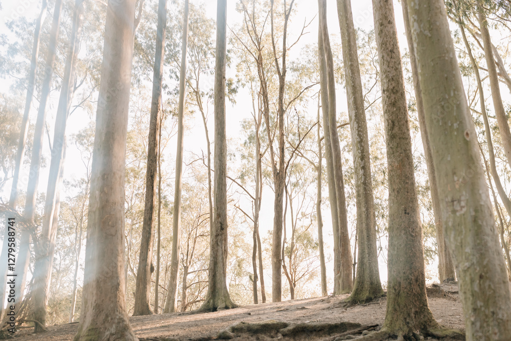 Fototapeta premium dry trees with sunlight between them. Eucalyptus trees