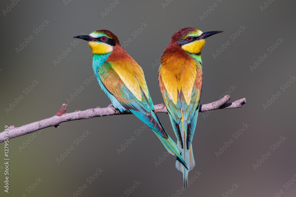Fototapeta premium Abejaruco, bee-eater
