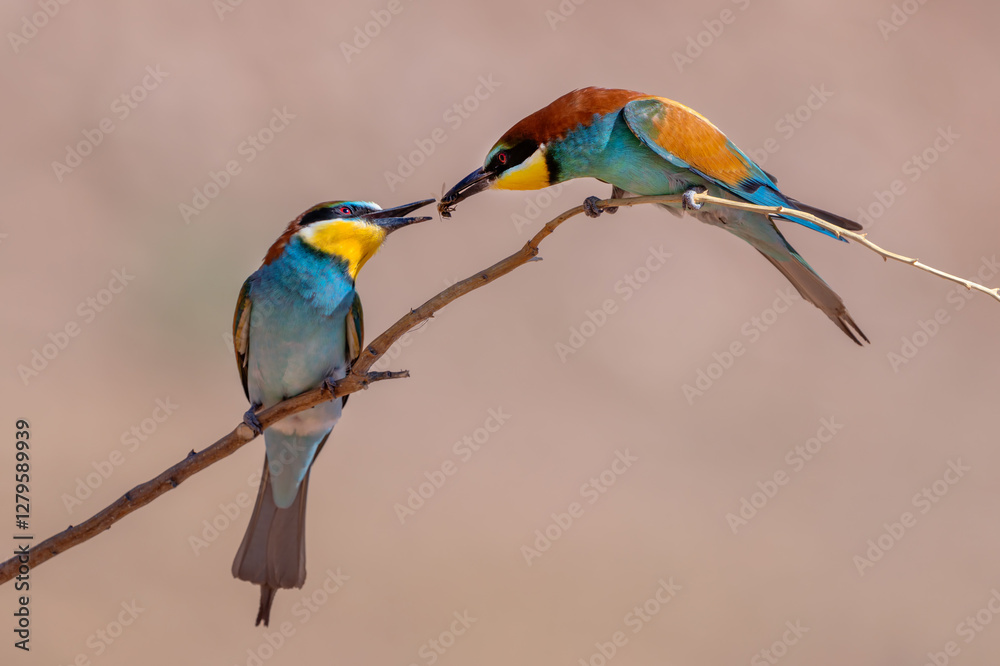 Fototapeta premium Abejaruco, bee-eater