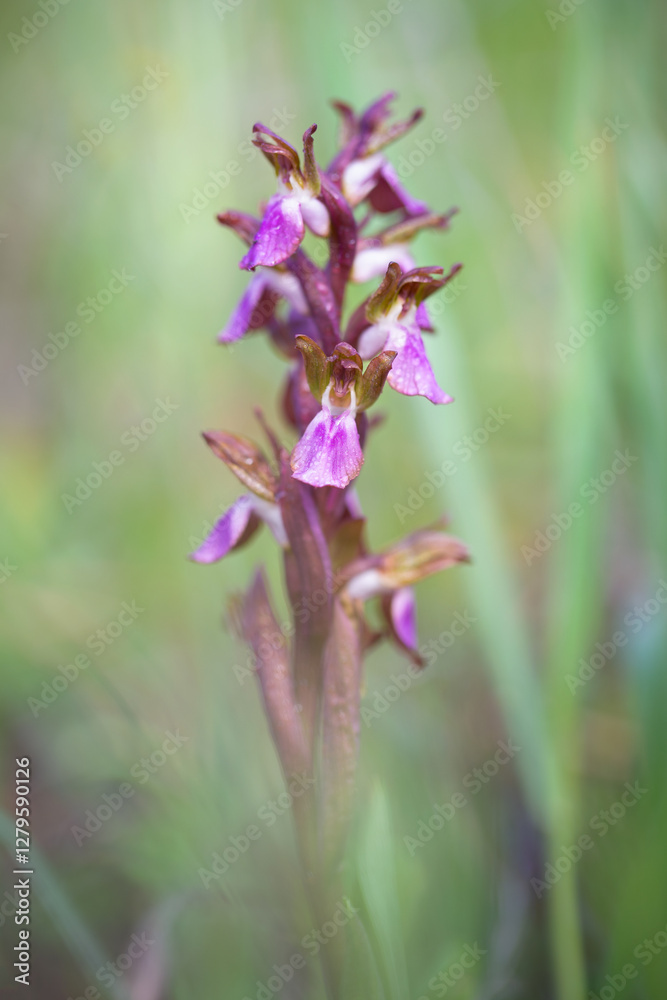Obraz premium Orquídea, flor, planta