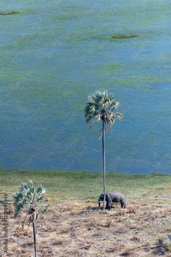 Φωτογραφία Aerial Telephoto shot of an African Elephant standing close to a palm tree, about to rub its head against it