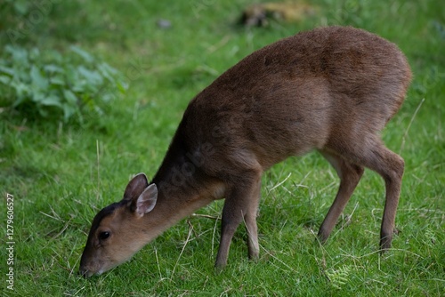Reeves's Muntjac (Muntiacus reevesi), also known as the Chinese Muntjac.