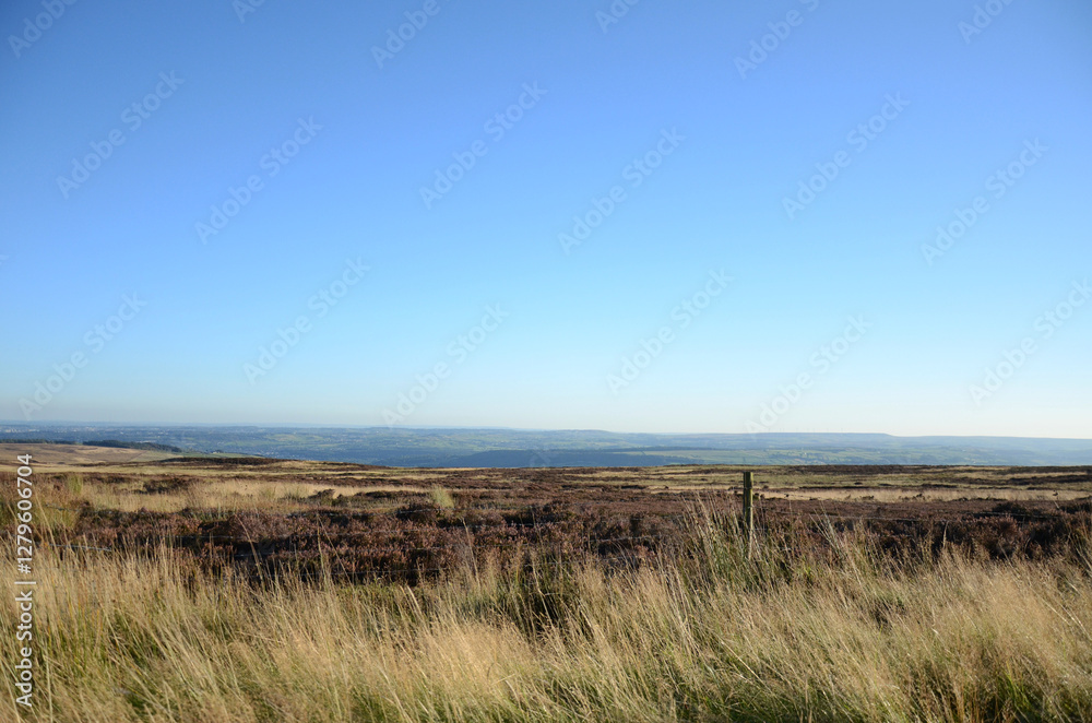 Golden Fields Under a Clear Sky #4