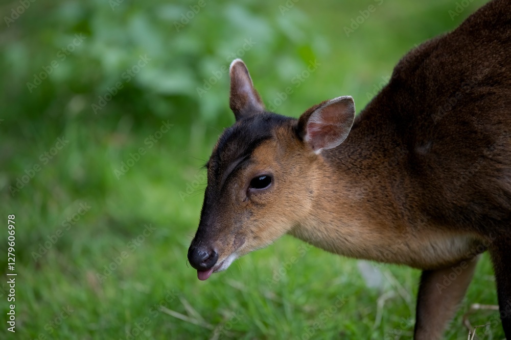 Fototapeta premium Reeves's Muntjac (Muntiacus reevesi), also known as the Chinese Muntjac.