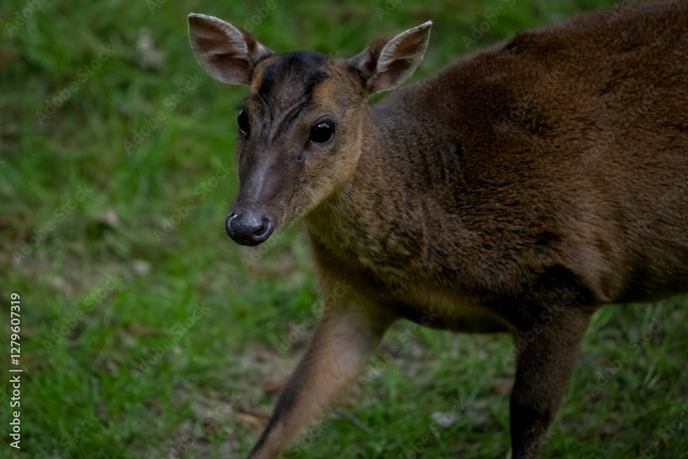Reeves's Muntjac (Muntiacus reevesi), also known as the Chinese Muntjac. Reeves's Muntjac (Muntiacus reevesi), also known as the Chinese Muntjac.