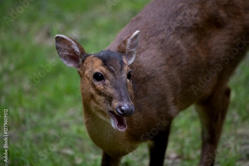 Reeves's Muntjac (Muntiacus reevesi), also known as the Chinese Muntjac.