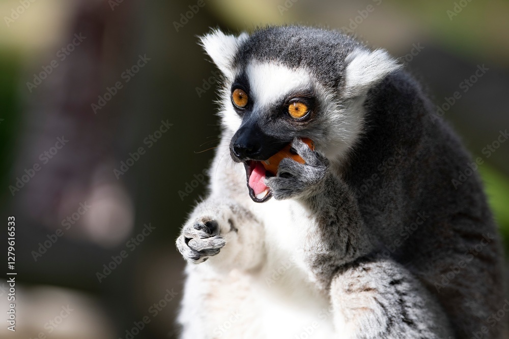 Naklejka premium The Ring-Tailed Lemur (Lemur catta).