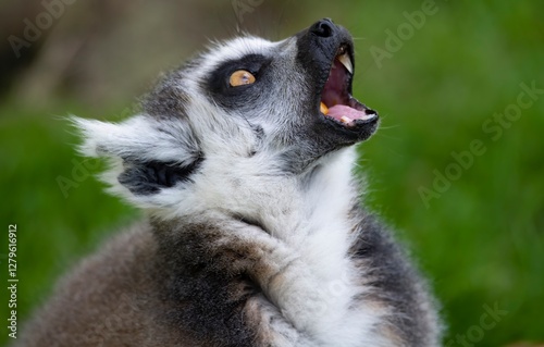 The Ring-Tailed Lemur (Lemur catta).