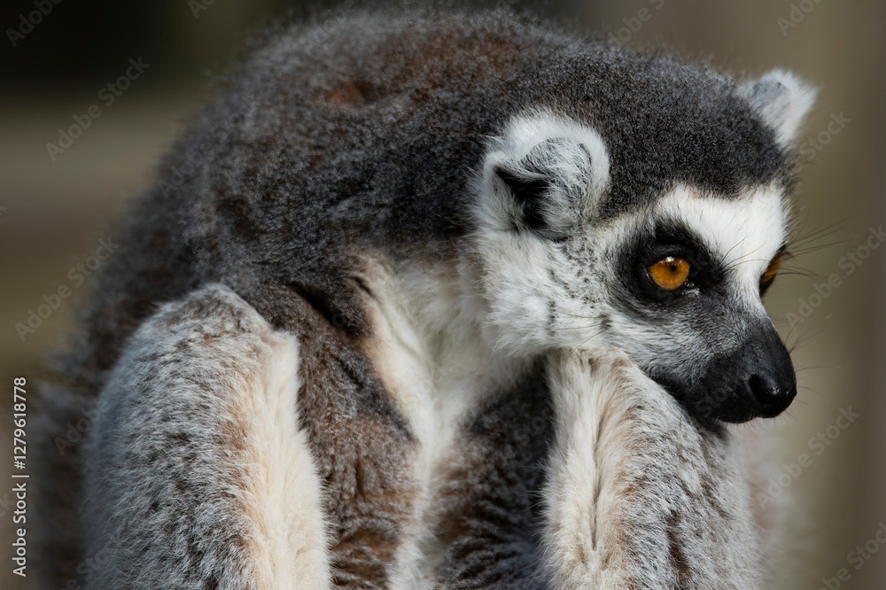 Obraz premium The Ring-Tailed Lemur (Lemur catta).