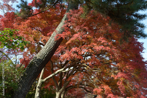 宇治観光　あじろぎの道の紅葉　京都府宇治市 photo