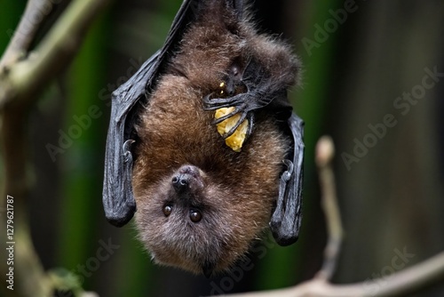 The Rodrigues flying fox or Rodrigues fruit bat (Pteropus rodricensis)