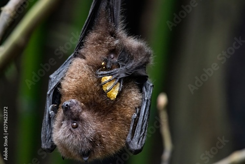 The Rodrigues flying fox or Rodrigues fruit bat (Pteropus rodricensis)