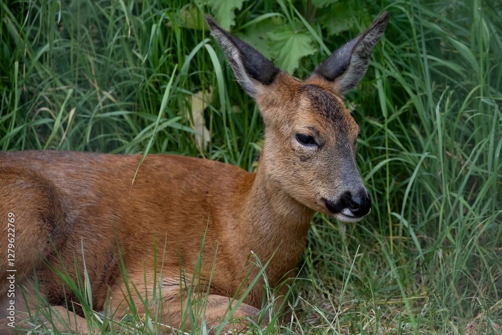 The Roe Deer (Capreolus capreolus), also known as the Roe, Western Roe Deer, or European Roe. The Roe Deer (Capreolus capreolus), also known as the Roe, Western Roe Deer, or European Roe.