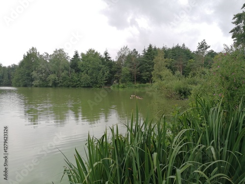 Greenish lake surrounded by a lush green forest, with ducks swimming alongside their ducklings. A peaceful, natural scene of wildlife and serene water.
