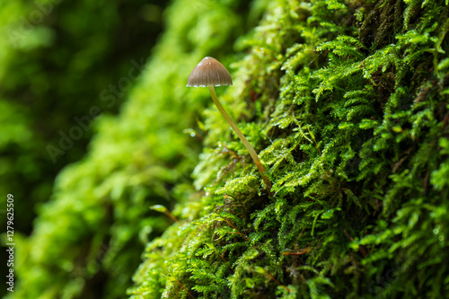 Mushroom on the trunk of a tree covered by moss
