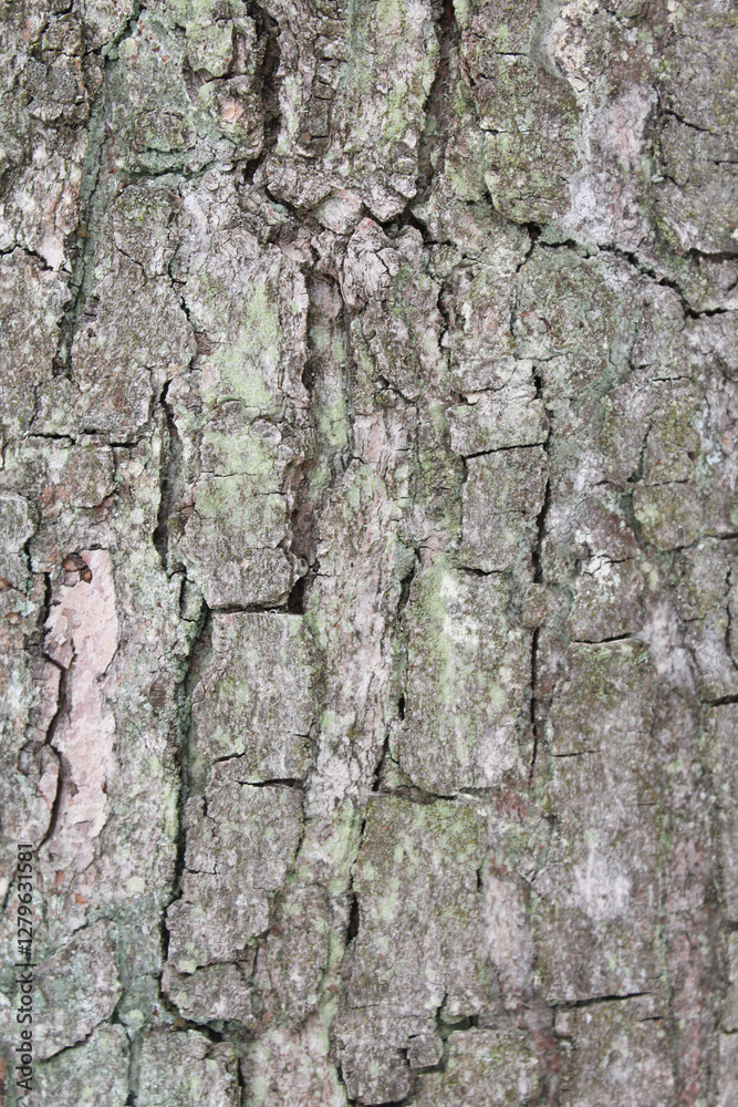 tree bark natural background texture tree bark natural background texture