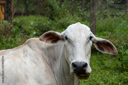 Nelore cow ruminating and lying down in the pasture