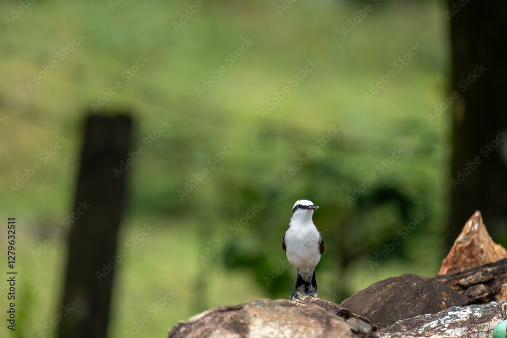 bird known as bird known as