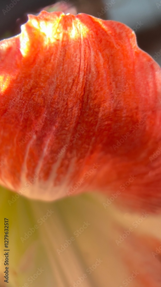 custom made wallpaper toronto digitalred tulip flower