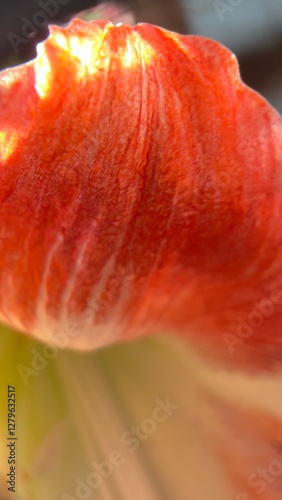 Wallpaper Mural red tulip flower Torontodigital.ca