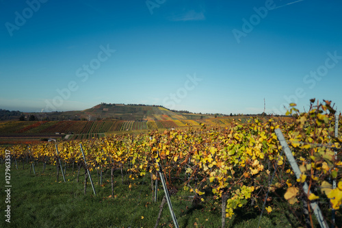 Herbstliche Weinberge und mystische Baumlandschaften in Erlenbach und Neckarsulm photo