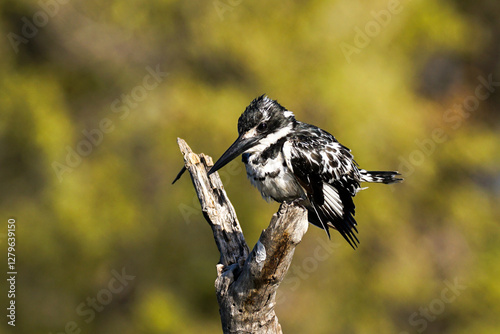 Scruffy-looking pied kingfisher, Khwai nature reserve, Botswana photo