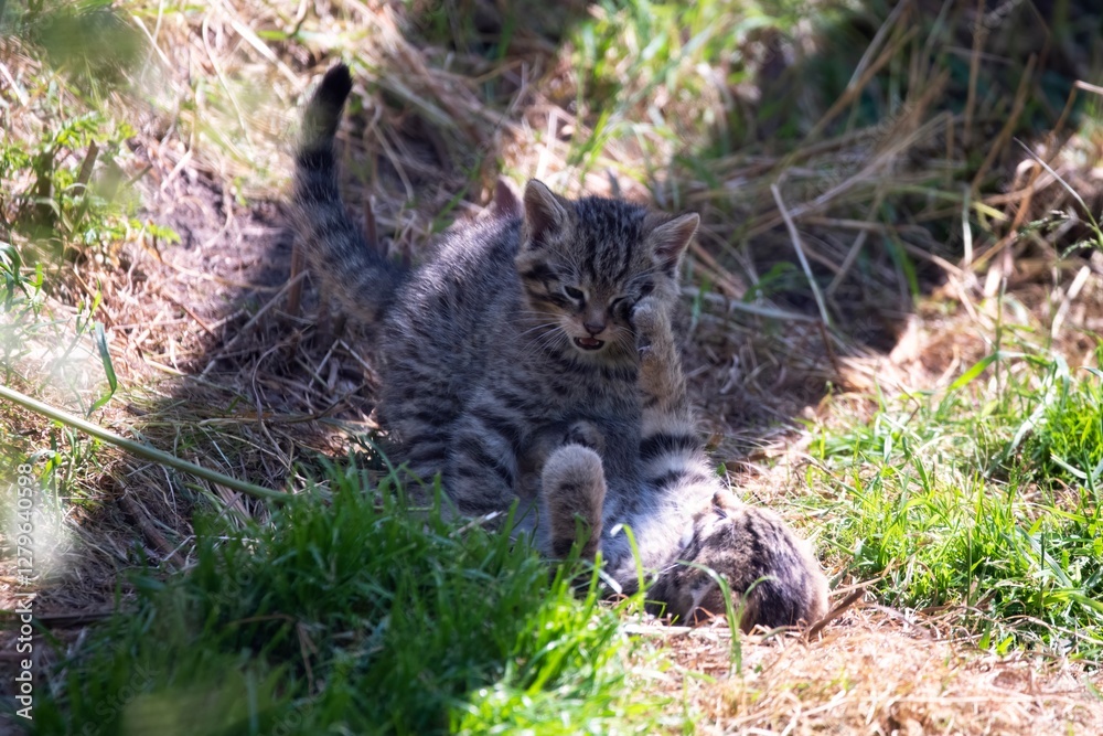 Obraz premium Scottish Wildcat (Felis silvestris silvestris) kitten.
