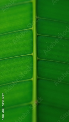 Detailed depiction of a close-up view of vibrant green leaf textures photo