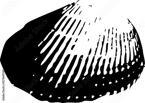 concha, fotografia en negativo vector, textura y claridad.