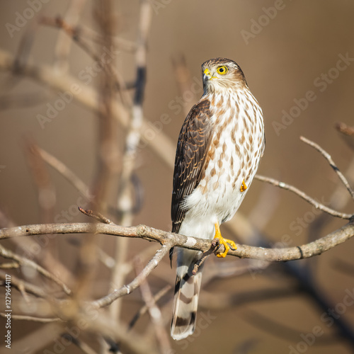 Sharp-shinned Hawk