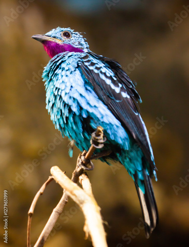 Spangled cotinga sitting on tree branch (Cotinga cayana). South America. High quality photo