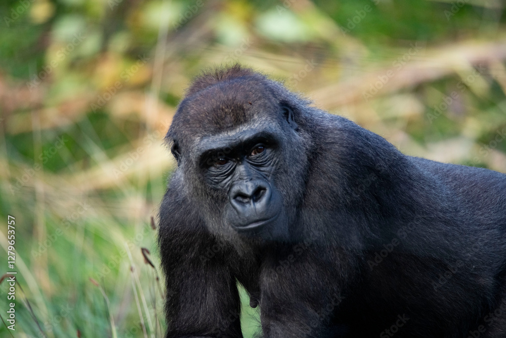 The Western Lowland Gorilla (Gorilla gorilla gorilla). The Western Lowland Gorilla (Gorilla gorilla gorilla).