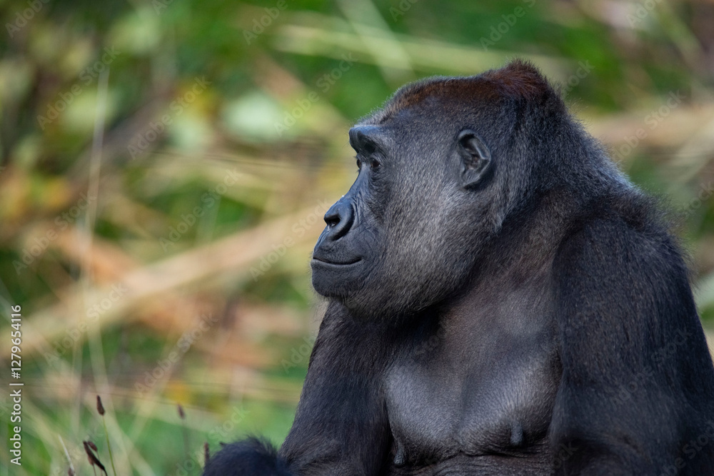 Naklejka premium The Western Lowland Gorilla (Gorilla gorilla gorilla).