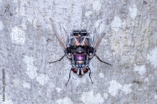 Tachinid Fly (Rutilia sp.) on Tree Bark (Top View) photo