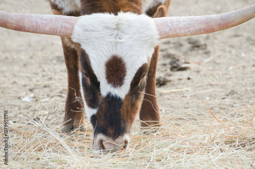 Wallpaper Mural farm animals, cows with horns, long horns on a cow, bull horns, livestock, cattle, agriculture Torontodigital.ca