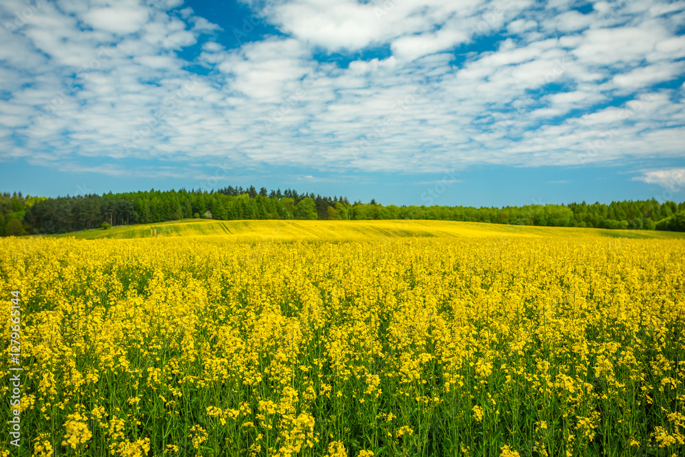 Canola (Rapeseed) Field in full yellow Bloom with Forest on Background under blue Summer Sky Canola (Rapeseed) Field in full yellow Bloom with Forest on Background under blue Summer Sky