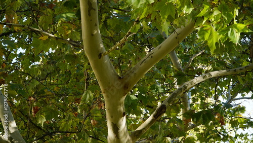 The trunk, bark, leaves and fruits of Platanus occidentalis, also known as the American, London plane tree. Bark of the sycamore tree. Maple. Sycamore. Different colors of the tree trunk. Platan. n photo