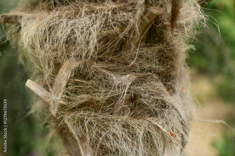 Hairy palm trunk. Details of a palm tree trunk. Hairy palm trunk. Details of a palm tree trunk.