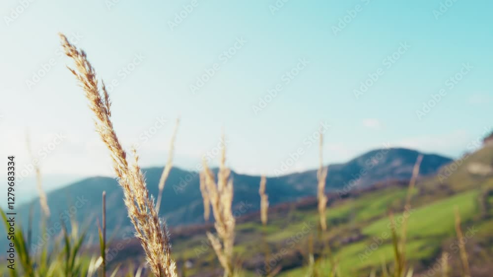 Plants Near The Hill In A Religious Easter Day In Nature Plants Near The Hill In A Religious Easter Day In Nature