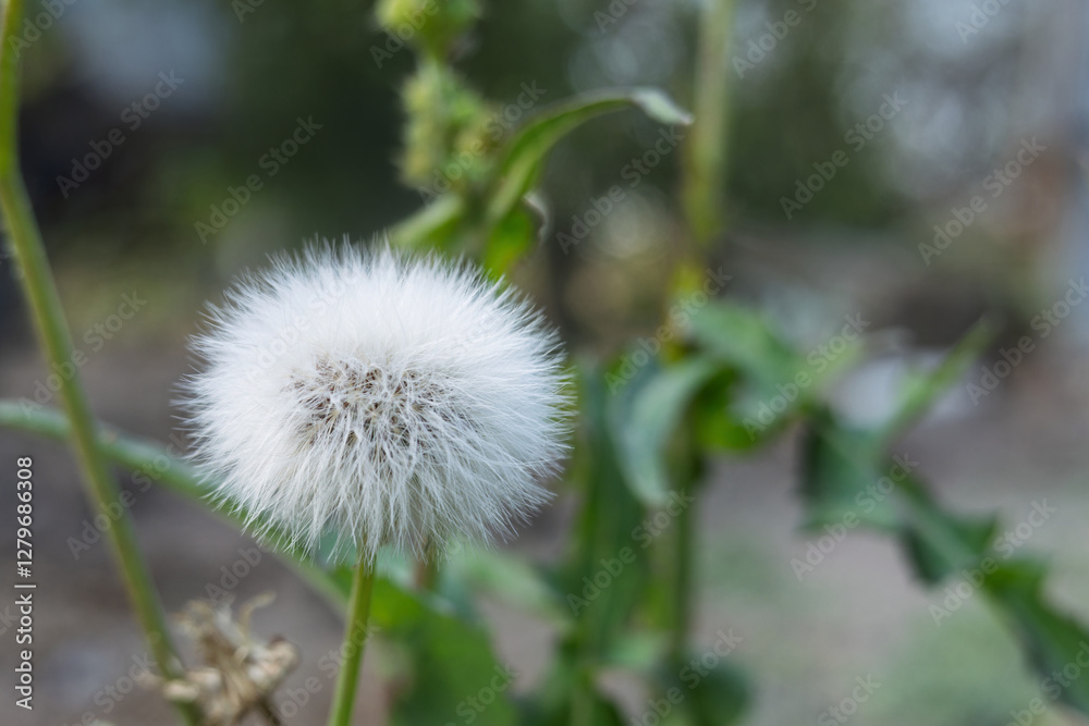 Close-Up of a Fluffy Dandelion Seed Head in a Garden Setting Close-Up of a Fluffy Dandelion Seed Head in a Garden Setting